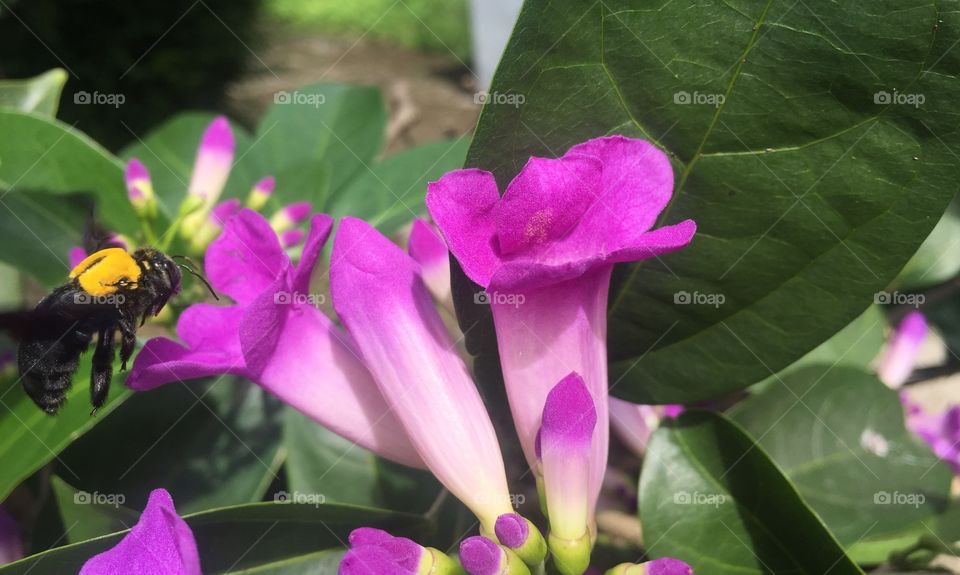 The beetle was looking for honey in the flowers