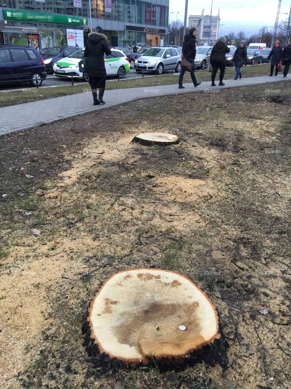 Cut Trees in Warsaw, Poland. 