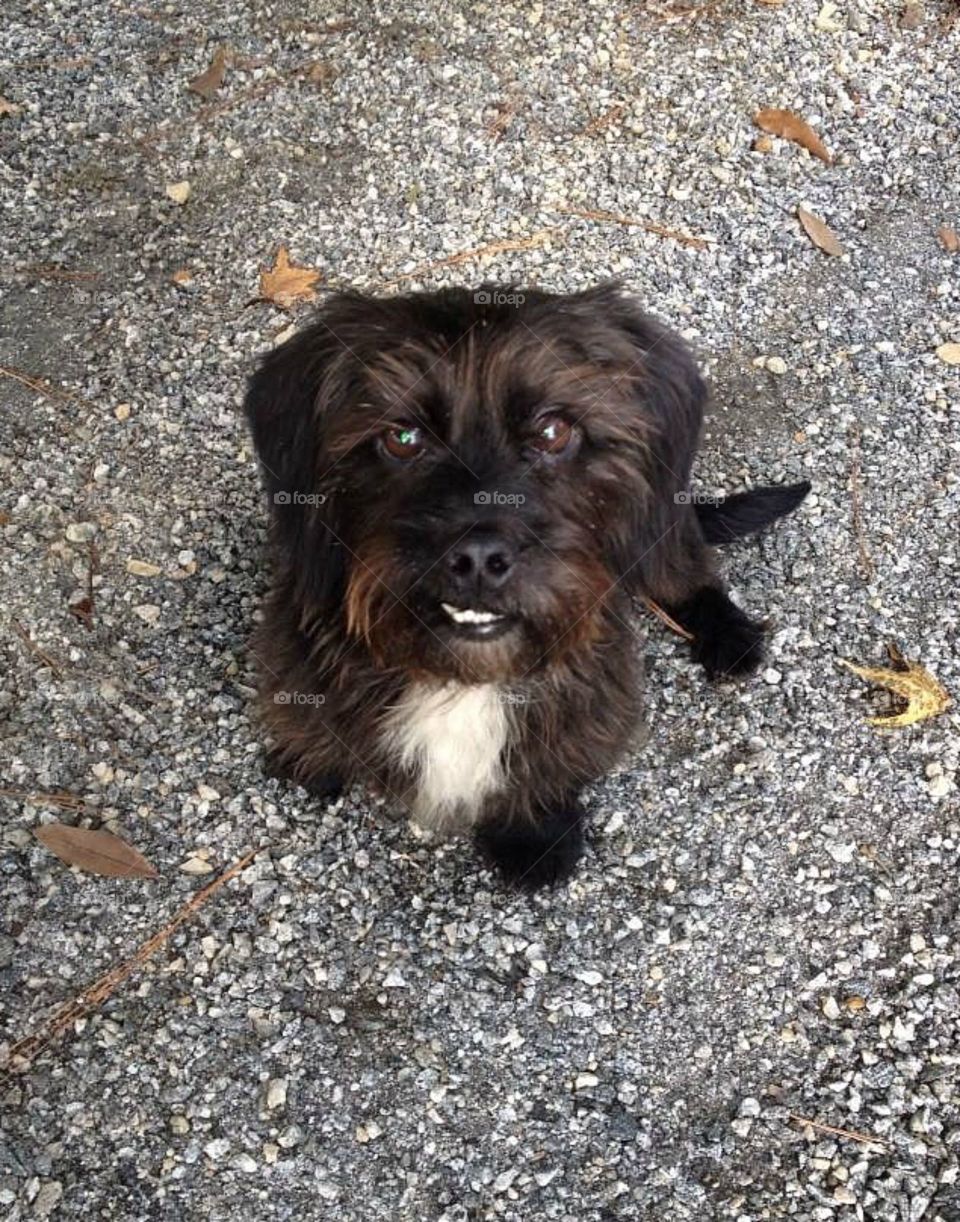 Smiling dog with underbite