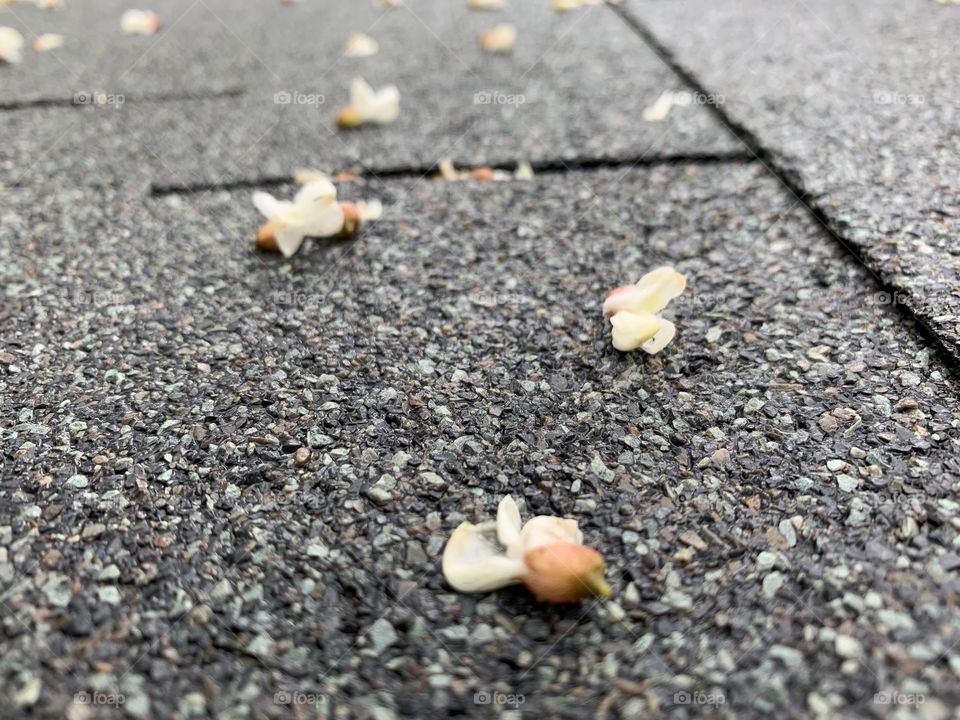 Scattered White Locust tree blossoms on a wet, grey, textured surface (landscape)