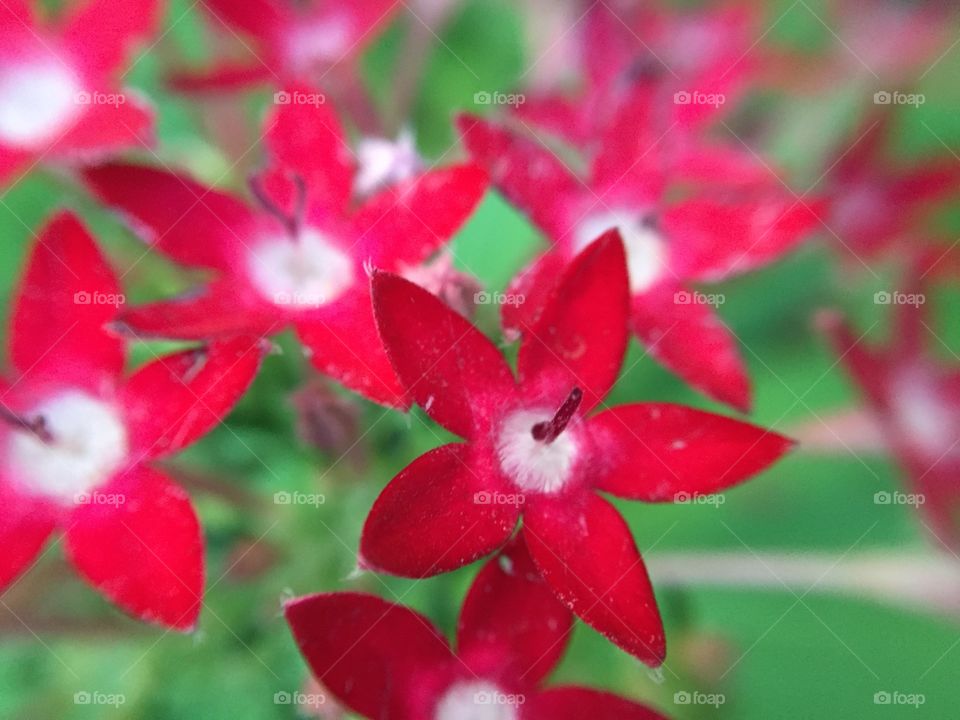 Close-up of tiny red flowers
