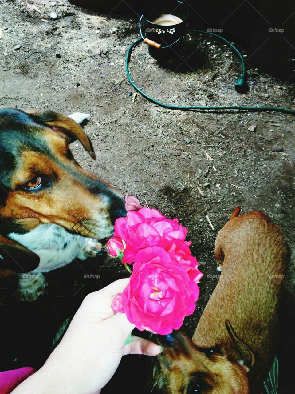 Flower Dawg Love ❤