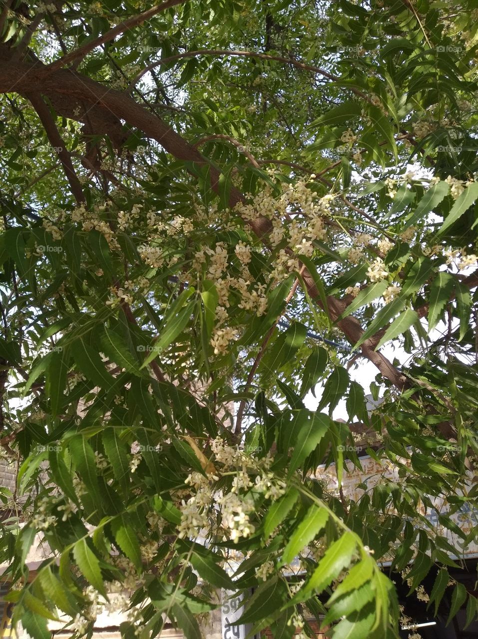 a part of Neem tree looks very beautiful, after autumn flowers looks very beautiful generally found everywhere fresh seasonal