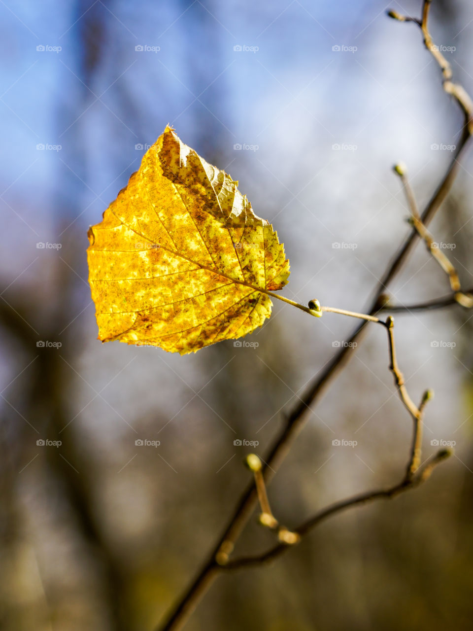 the last yellow leaf of the tree in autumn, blur background