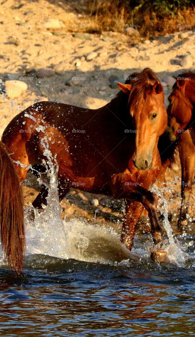 Wild Horse Making a Splash