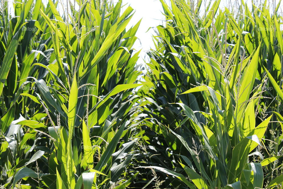 Nature's unique flower