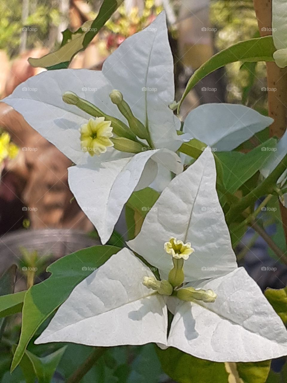 No branco também encontramos a beleza!