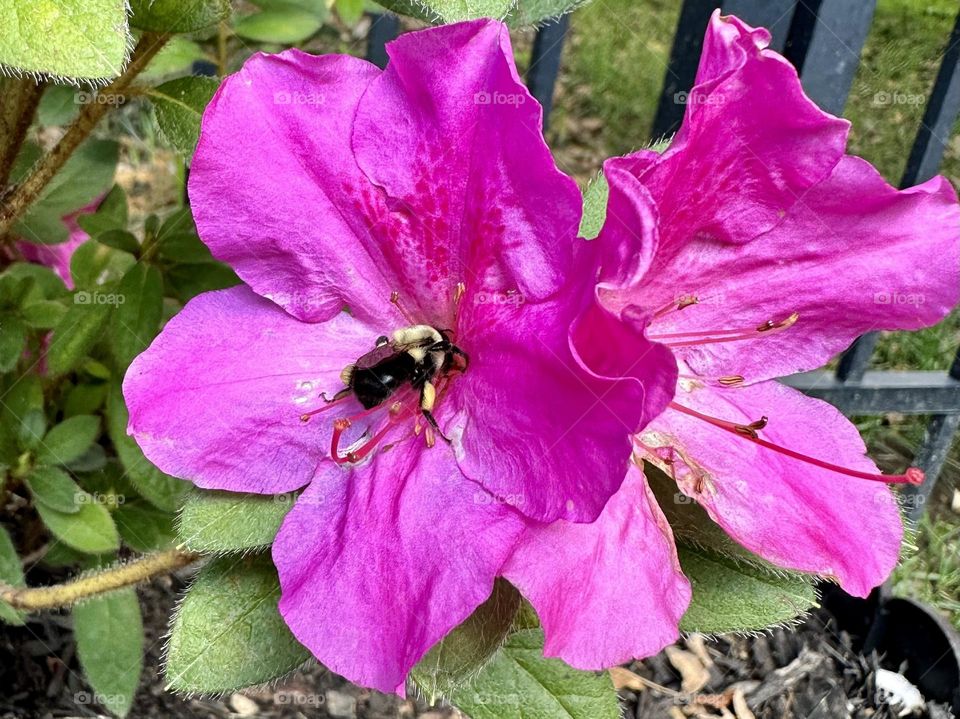 Bright pink azalea flower common eastern bumble bee pollinating stamens petals summer wildlife bug insect wings nature backyard garden