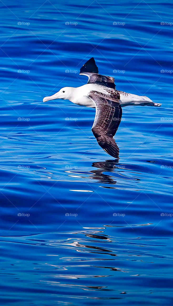 Albatross birds
