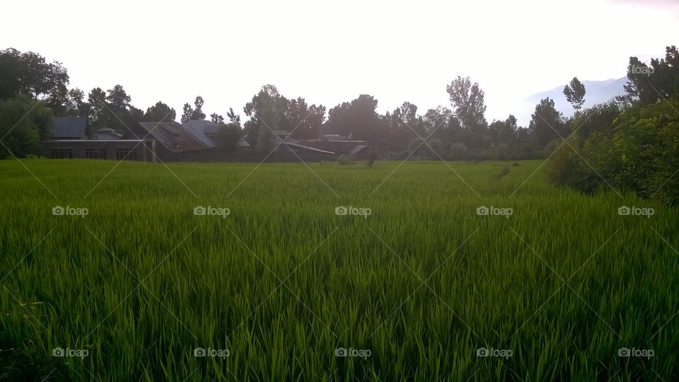 paddy fields