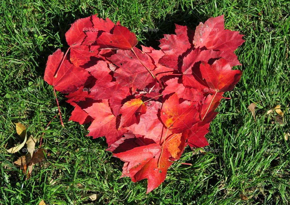 Red heart made  of  leaves  on  green grass 