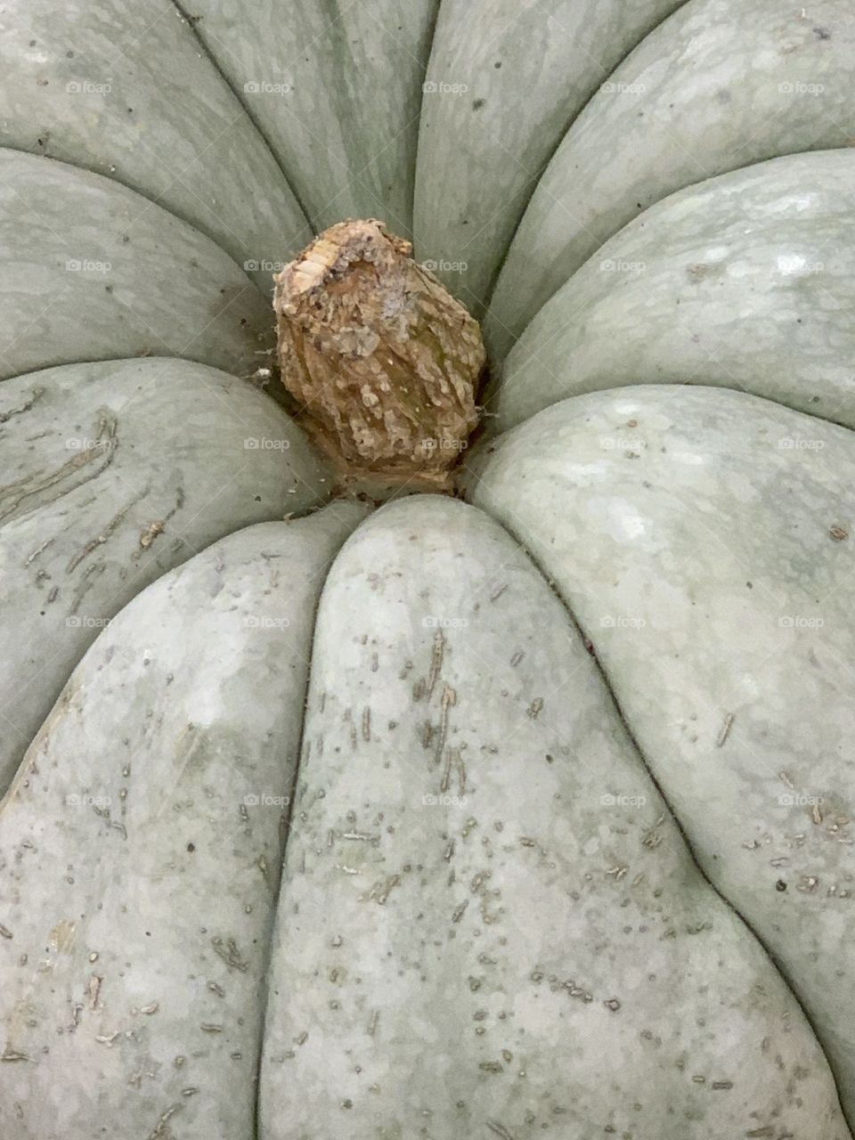 Squash in Green and Gray