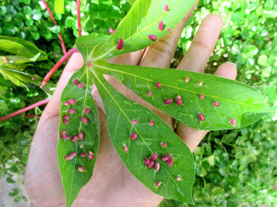 Cassava leaf