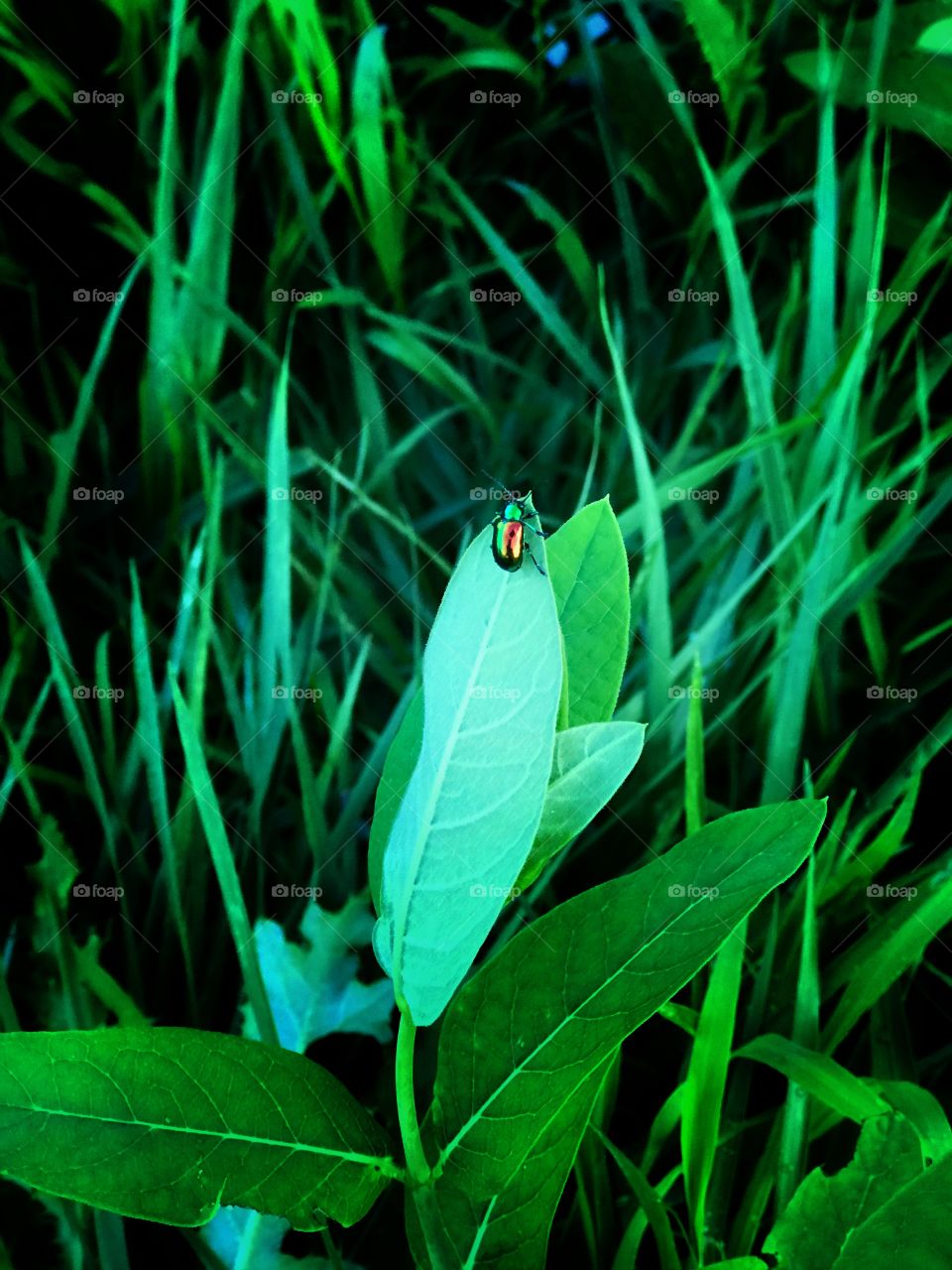 Metallic beetle on a leaf in a green field