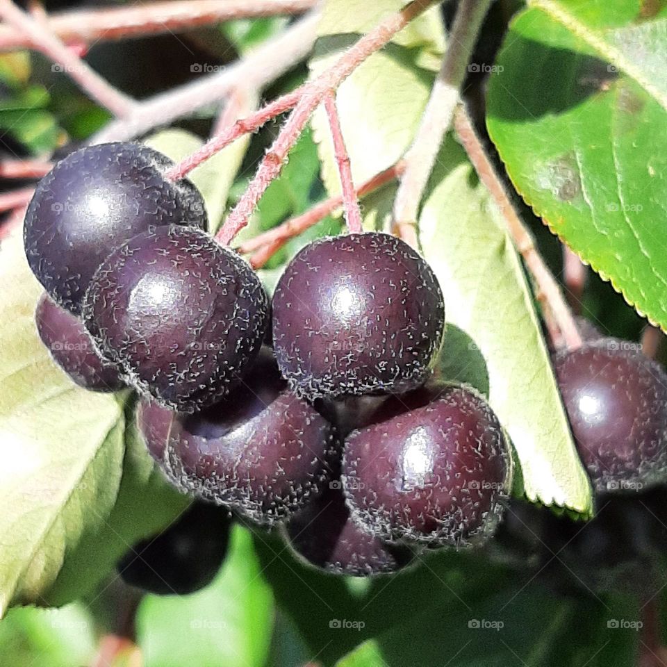 chokeberry