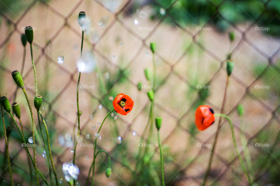 Watering red poppies in the garden