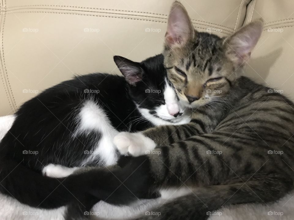 Kitten Love