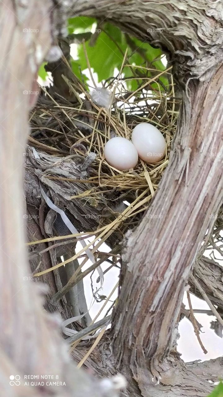 The bird's nest on the grapevine is full of warmth, a wonderful shot