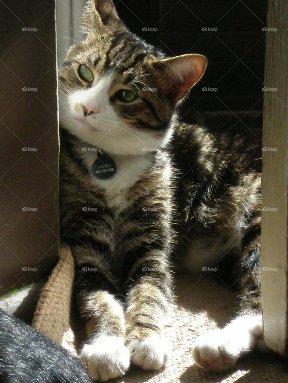 light sun shine cat by adagioanna