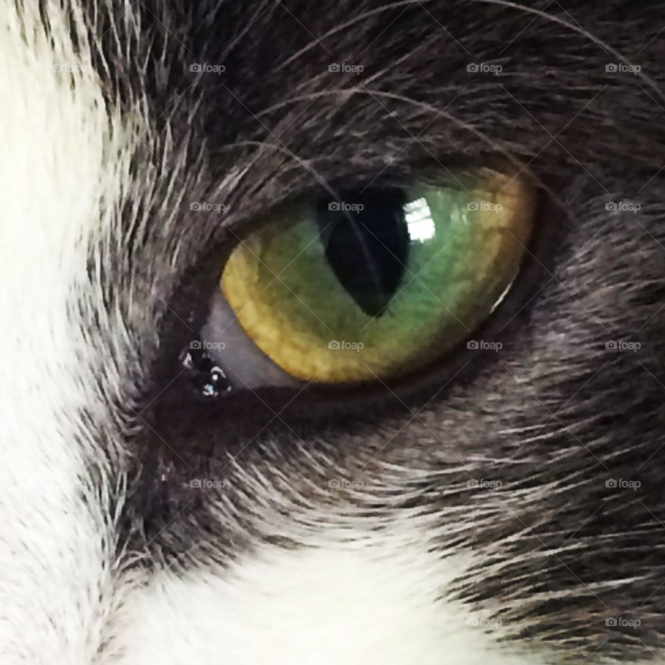 Eye of the beast