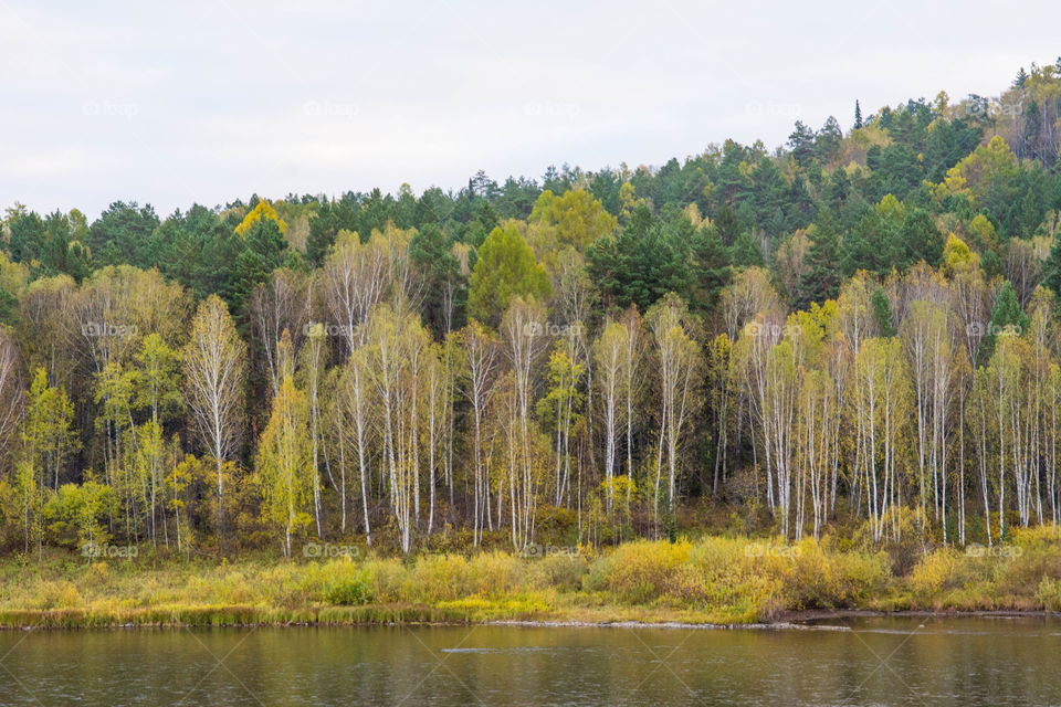 View of forest in autumn