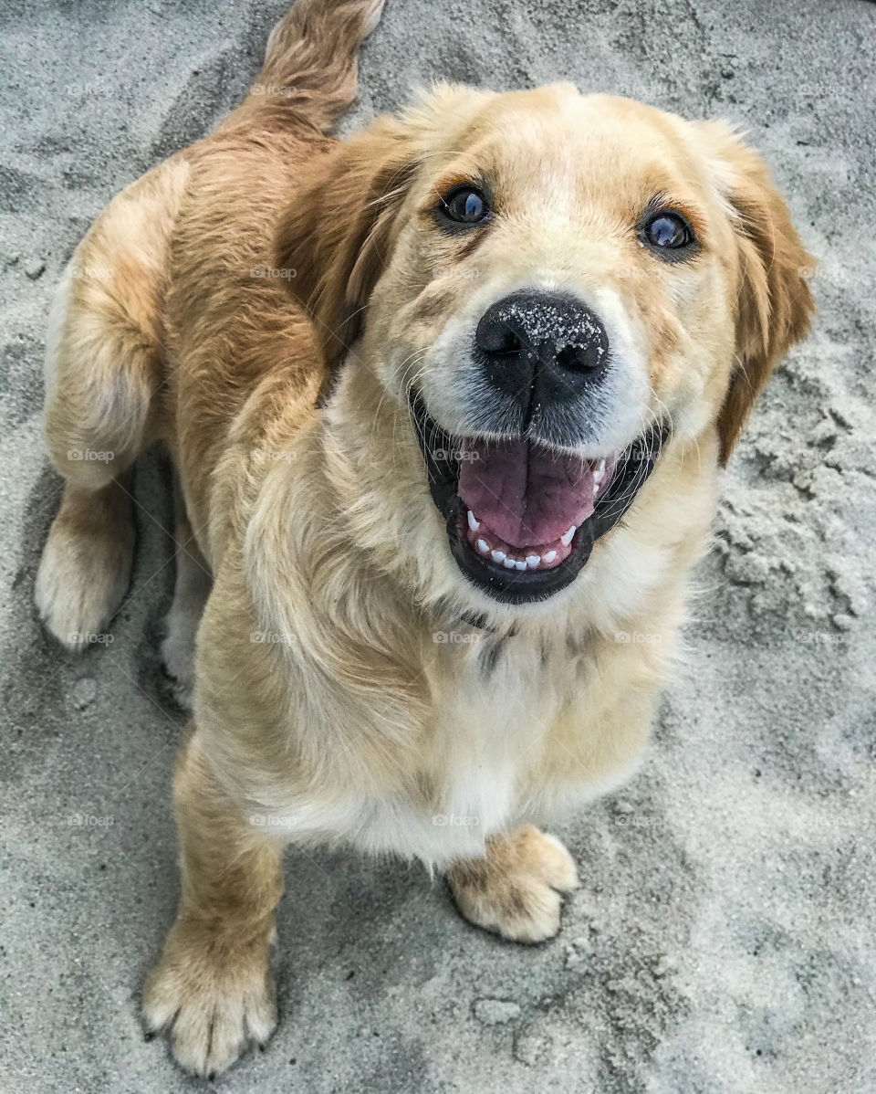 High angle view of a happy golden retriever puppy sitting on sand looking up 