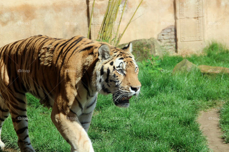 animal tiger mammals zoo by stef79