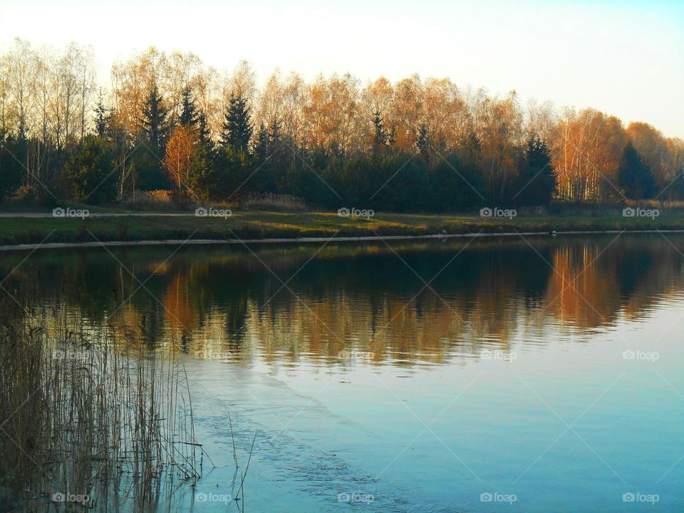 No Person, Water, Lake, Reflection, Tree