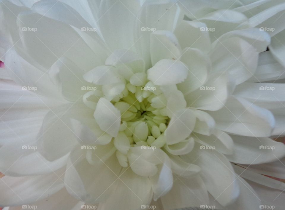 Wedding, Flower, Nature, Love, Bouquet