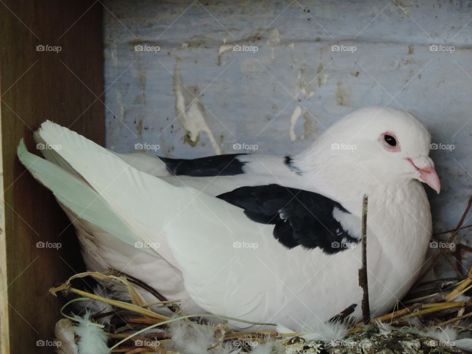 Pigeon in her nest