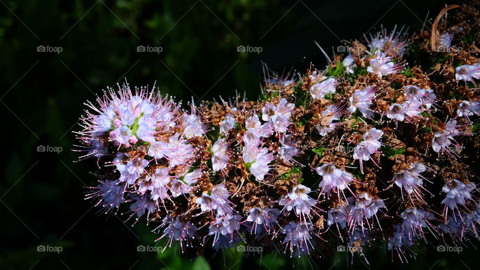 Pride of Madeira