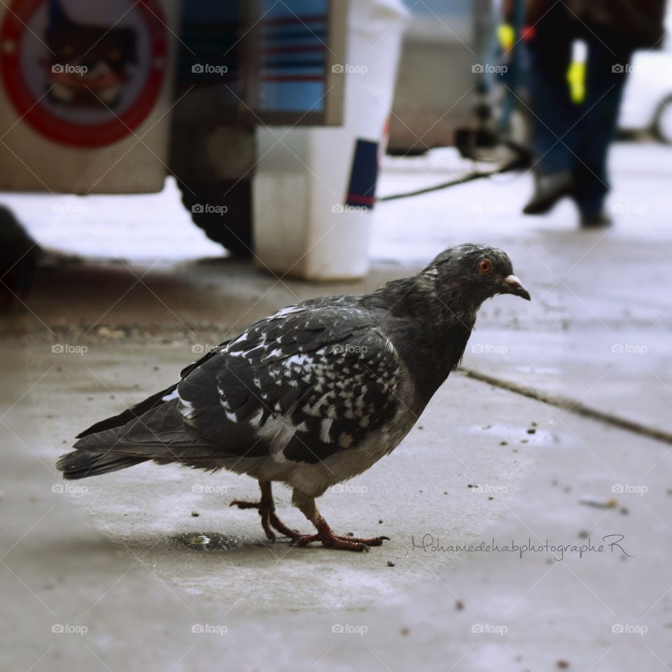 Pigeon in street