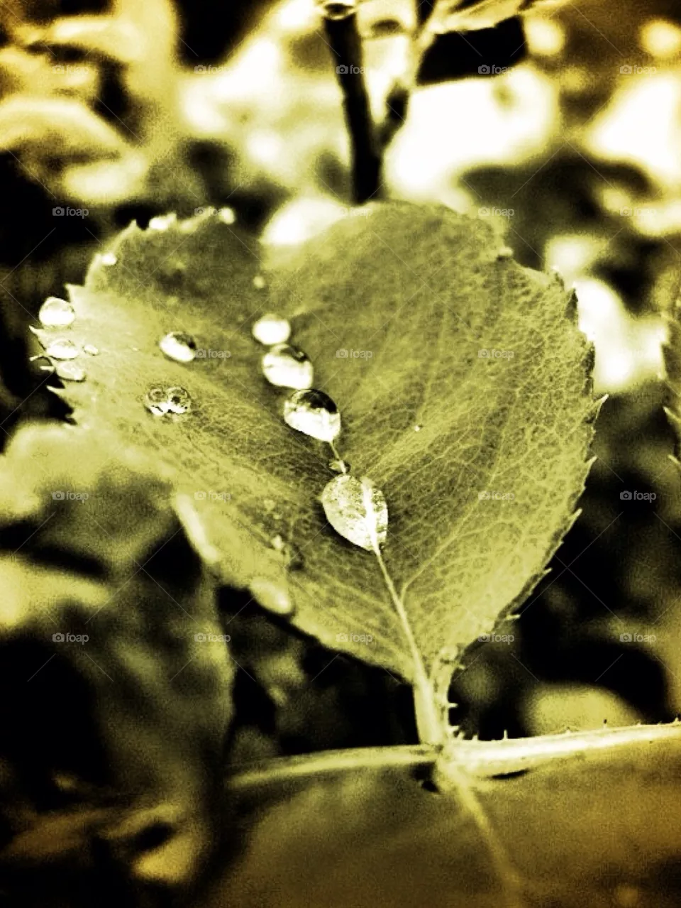 Dew 