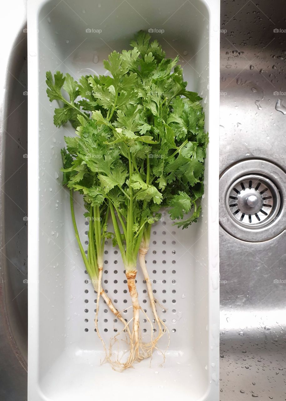 Fresh and clean organic coriander leaves with roots in gray plastic square colander being prepared for cooking an asian dish. - Isolated Top view