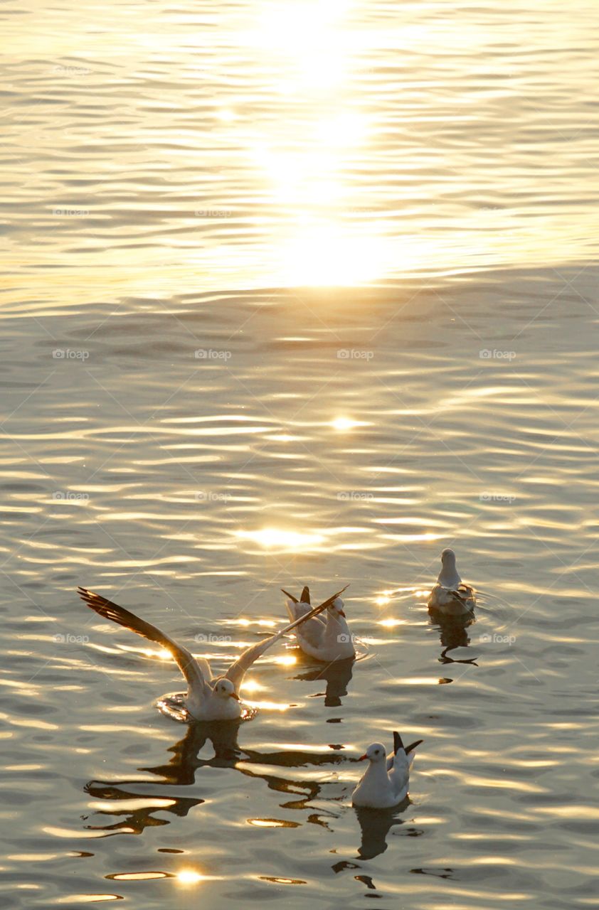 seagull sunset