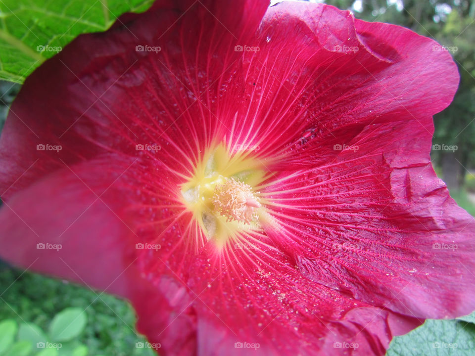 Red flower