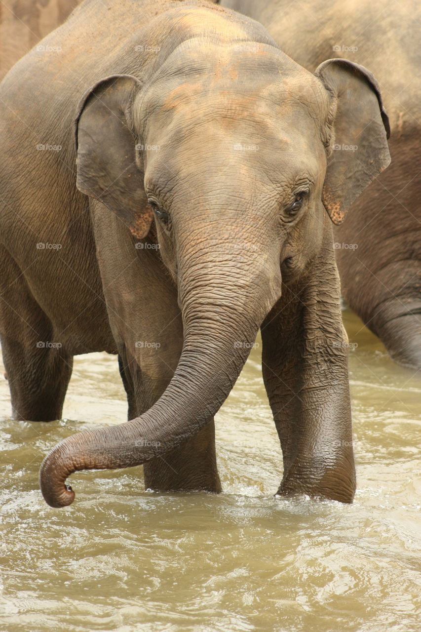 Elephant Orphanage Pup in the Water. Sri Lanka. 2010.