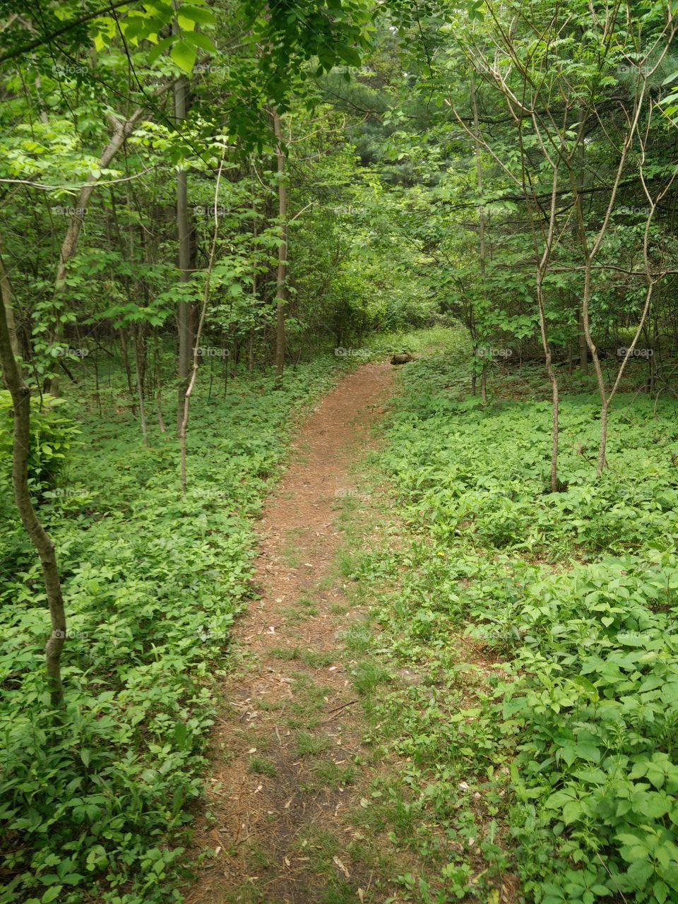 Trail in the Summer Woods of Michigan