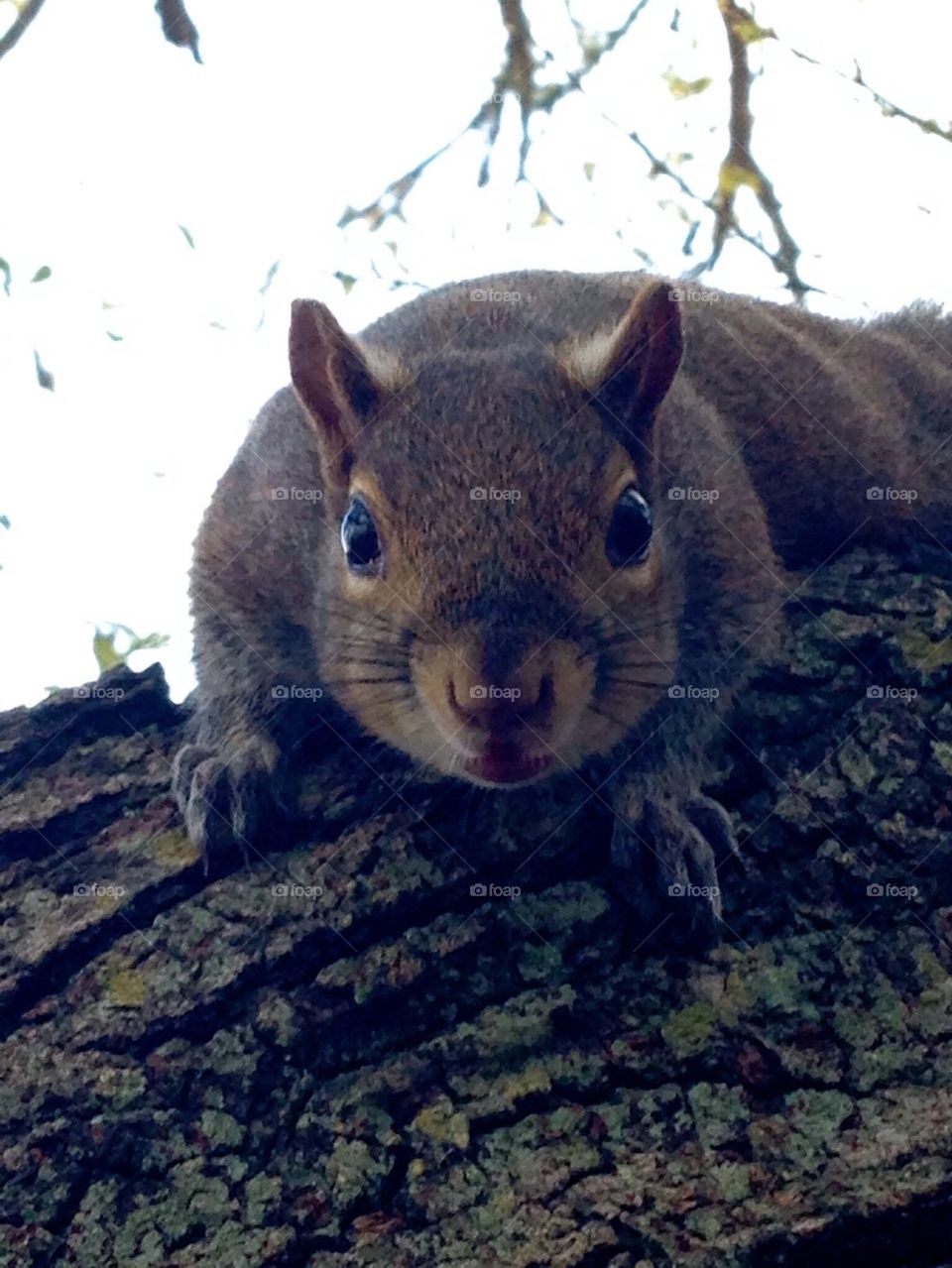 Here's looking at you. Squirrel in a tree. 