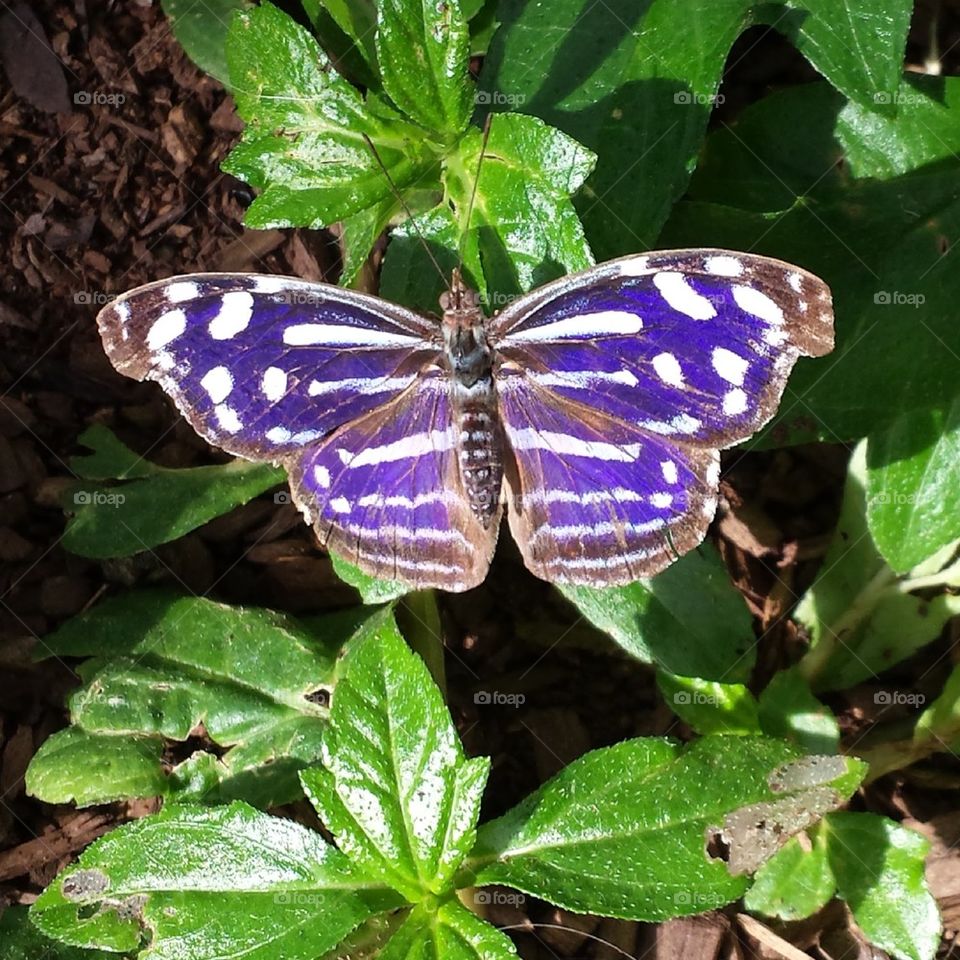 Purple butterfly perching on leaf