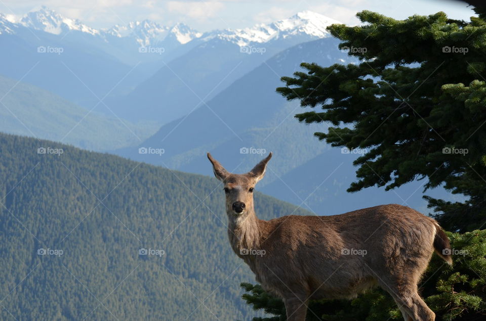 Deer Crossing