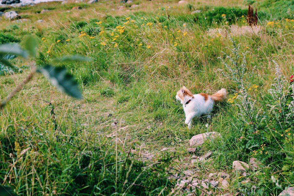 Outdoor cat on the move