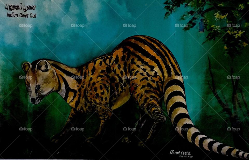 indian civet cat