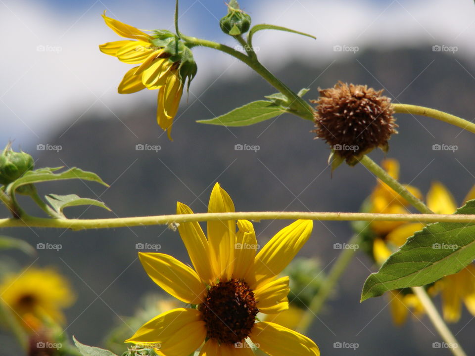 Sunflowers 