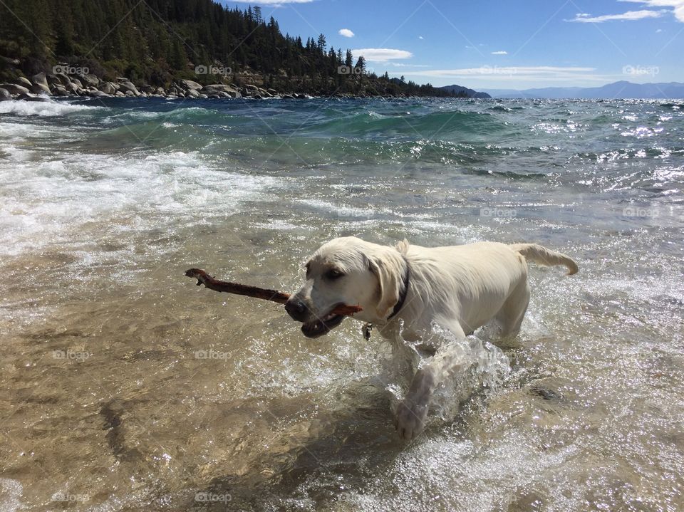 Close-up of puppy carrying stick in mouth