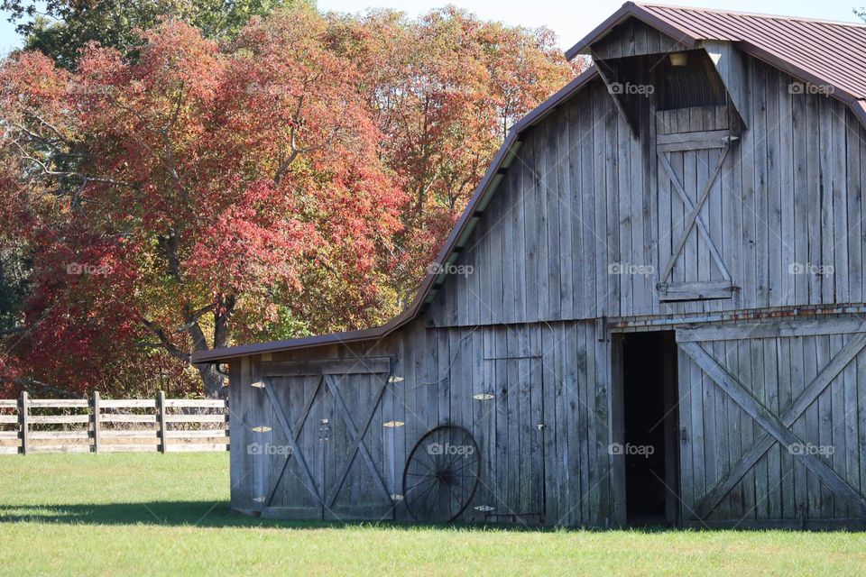 Fall colors are plentiful as a rustic barn is blanketed in the warmth of an clear, Autumn day