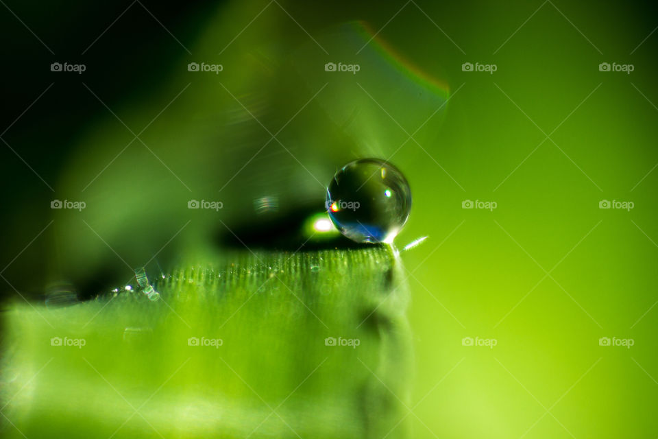 water drop on a blade of grass