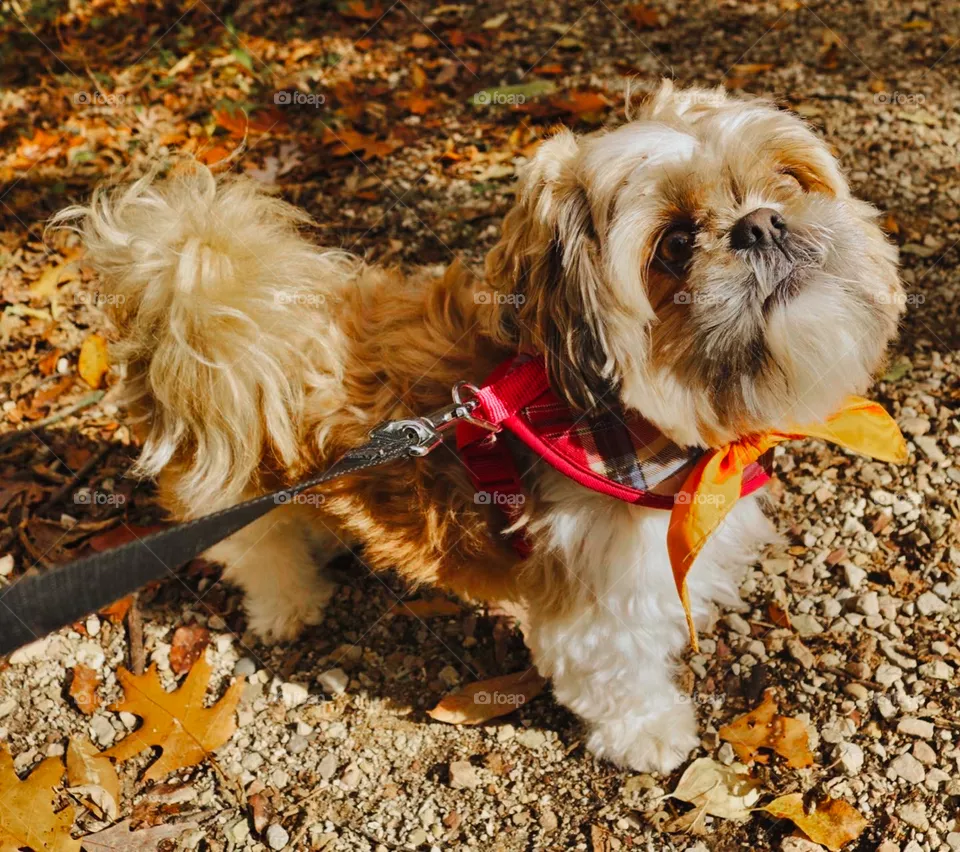 Chewy