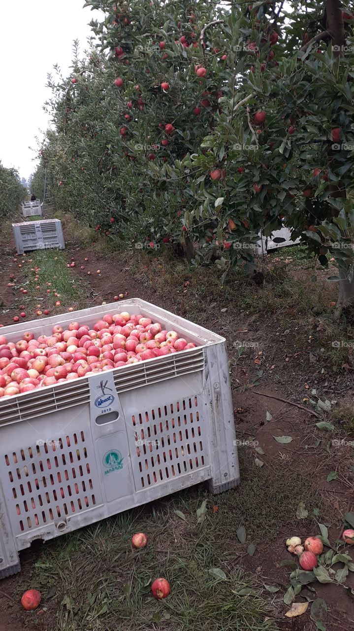 bins de manzanas