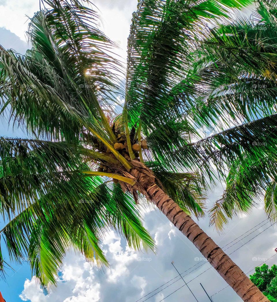 Green palm tree